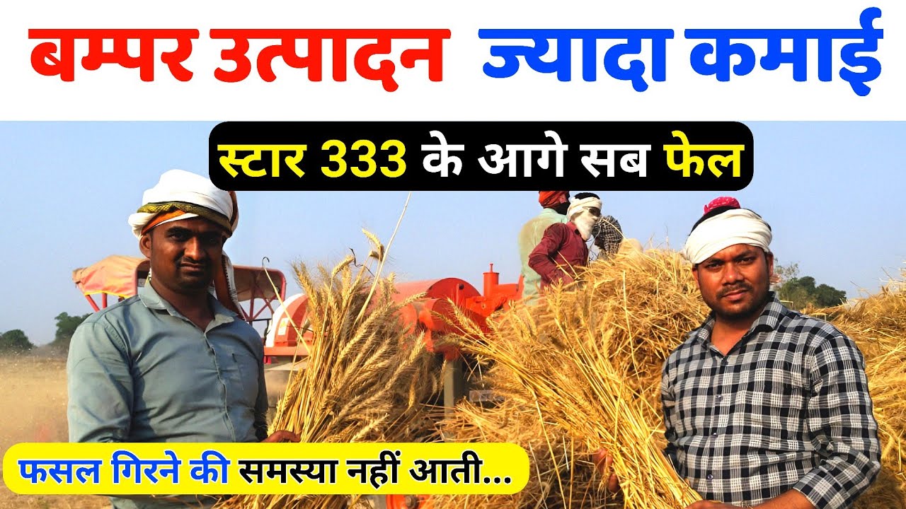 बम्पर पैदावार स्टार 333 गेहूं की वैरायटी|Star 333Wheat variety highest Yielding Wheat|No1kheti baadi
