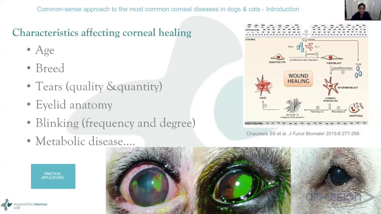 an-vision Webinar: Approach to Corneal Diseases