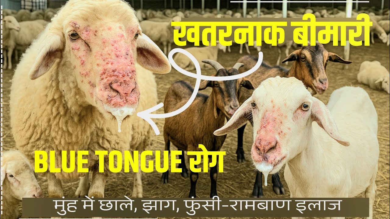 “भेड़-बकरियों में मुंह के छाले? सावधान! ये है ब्लू-टंग बीमारी | Raksha-Blu Vaccine से बचाव करें”