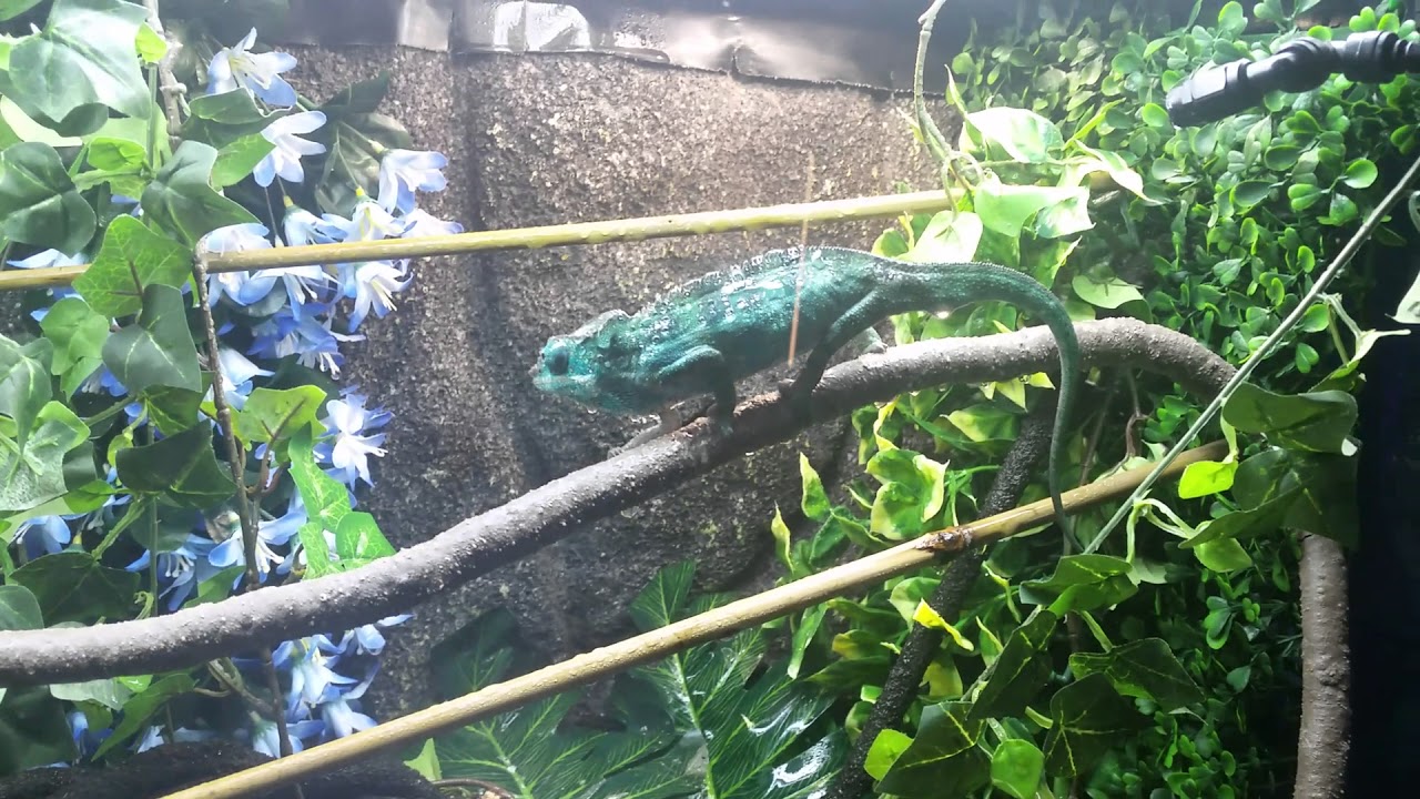 Chameleon set-up and drinking fountain expirement