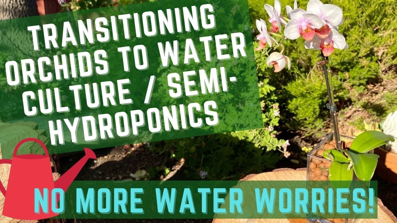 Transitioning Orchids to Water Culture / Semi-hydroponics: Healthy plants and no more water worries!