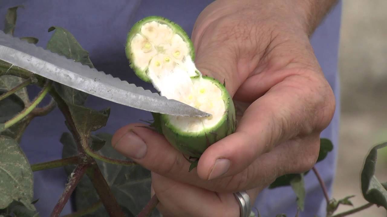 Assessing the maturity of a cotton crop