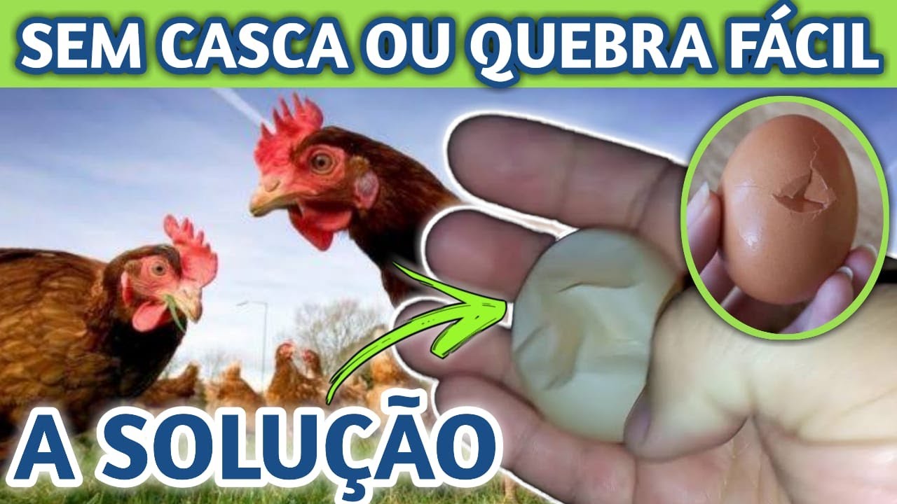 GALINHA BOTA OVOS COM CASCA MOLE,OU OVO QUEBRA FÁCIL,O QUE FAZER? PONDO OVO SEM CASCA,OVO CASCA FINA