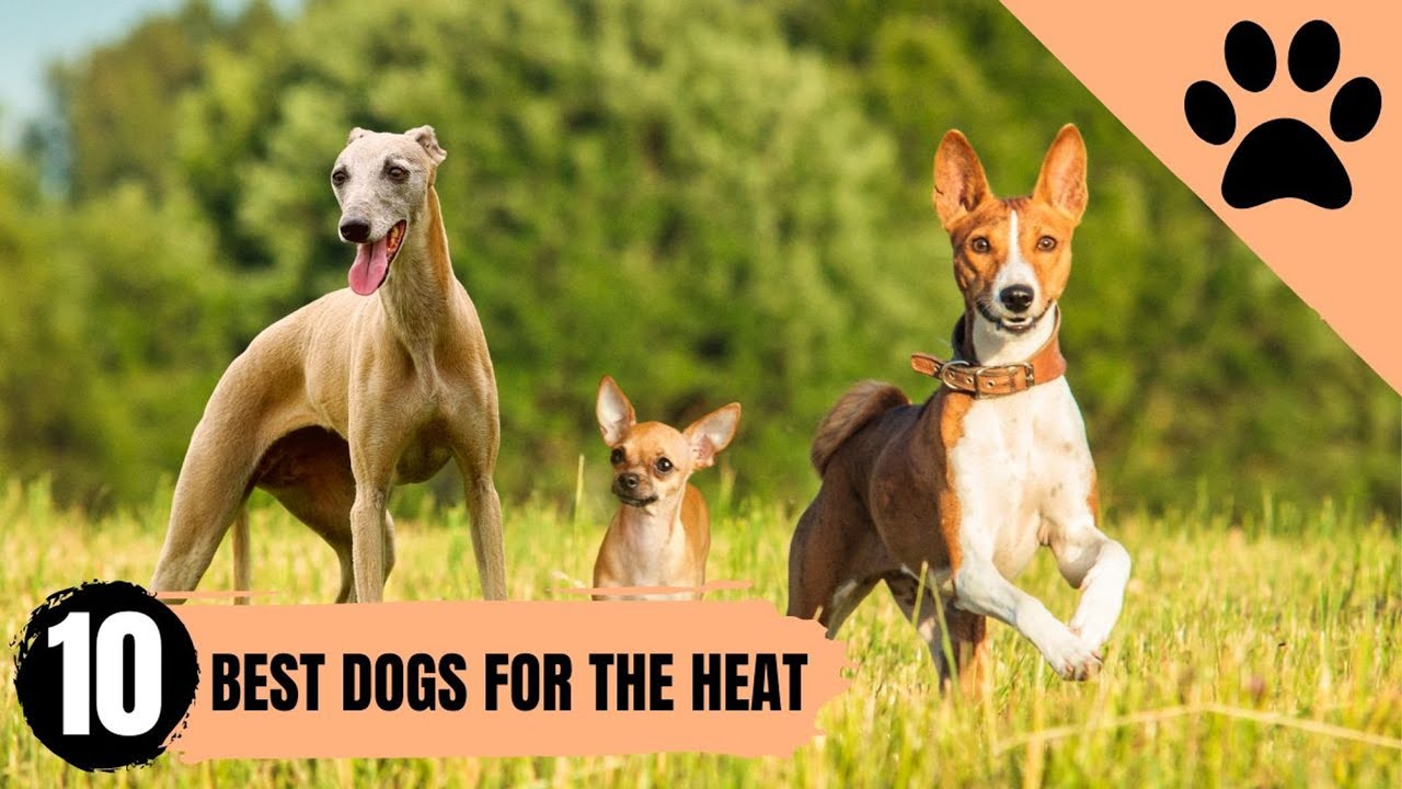 Top 10 perros para climas c&aacute;lidos