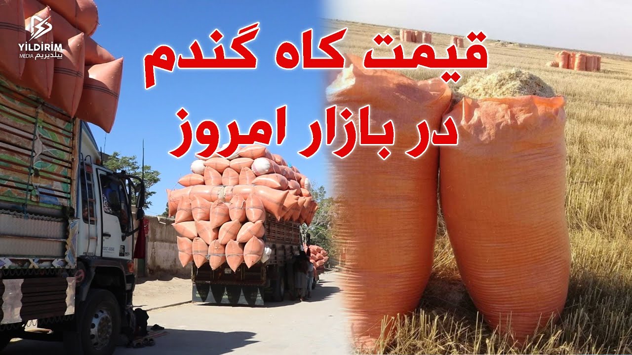 گزارش از قیمت کاه گندم  در شهرشبرغان.