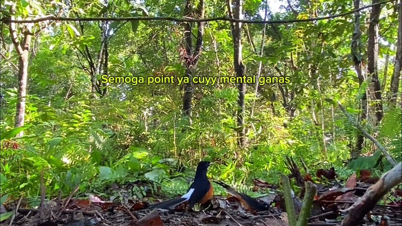 BARU KALI INI PIKAT MURAI BATU MENTAL SUPER GACOR  !!! #pikatburung #muraibatuboreno #kalimantan 