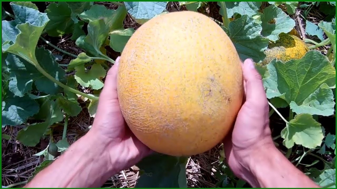 ХОЧЕШЬ МНОГО ДЫНЬ И АРБУЗОВ ДЕЛАЙ ТАК!
