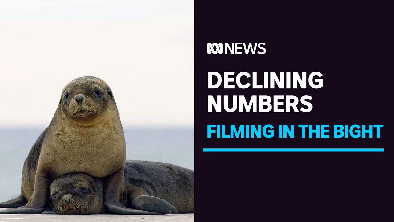 Challenging mission to film declining sea lion colonies in Great Australian Bight | ABC News