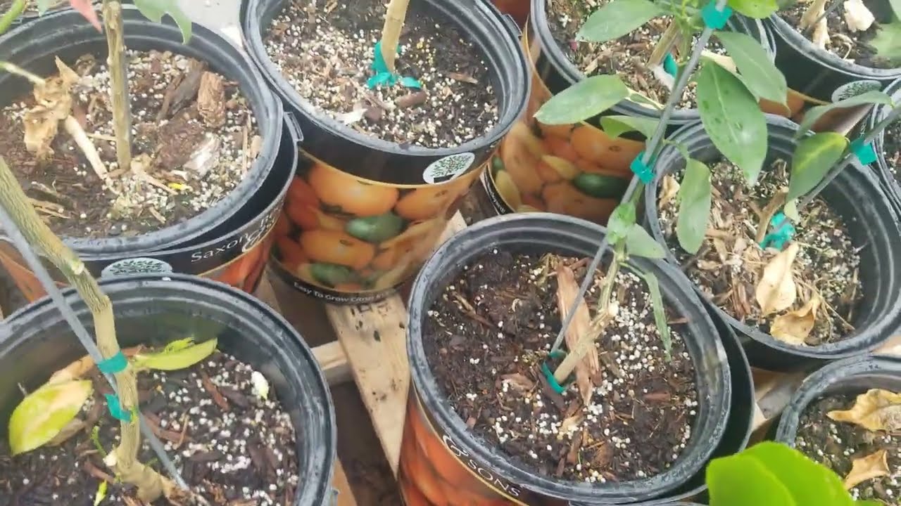 Citrus trees have arrived In Georgia!!!