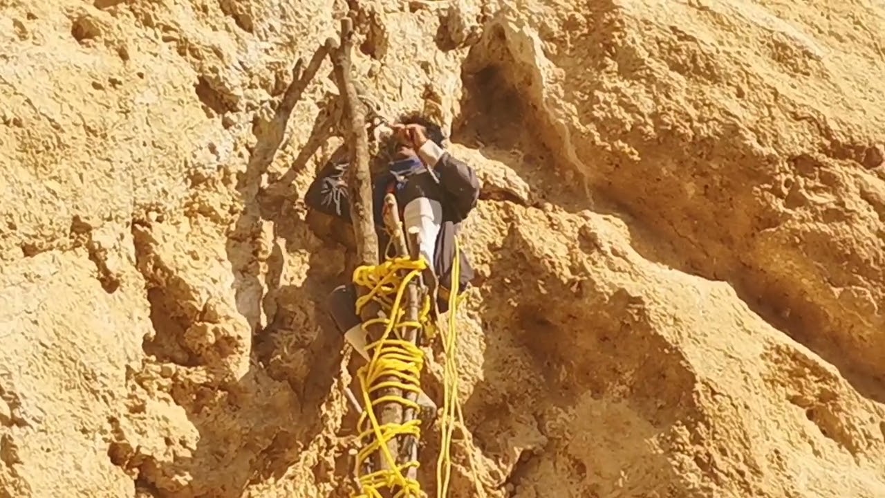 Extreme Cliff Honey Harvest | Rope Climbing to the Wild Beehive