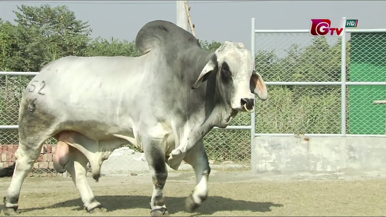 বাংলাদেশে বিদেশী গরুর খামার। সবুজ বাংলা ।পর্ব -২৯৭  । Sabuj Bangla