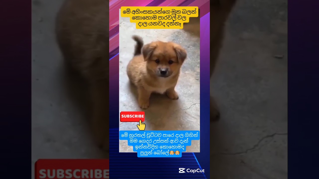 ඒ අහිංසක ඇස් බලන්නකෝ...🥰😍☺️🤗💘💖#dogshorts#dogvideos#trendingshorts # viralshorts