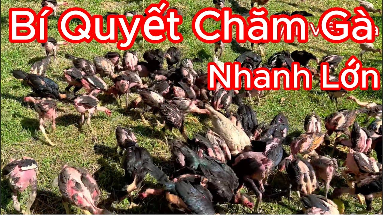 Cho Gà ăn chất tanh đúng cách mang lại hiệu quả kinh tế cao - Nguyễn Viết Hòa