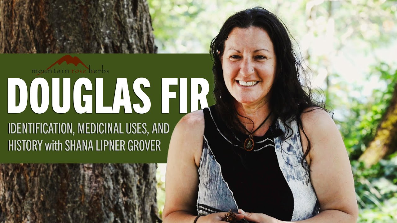 How to Identify Douglas Fir + Uses and Benefits with Herbalist Shana Lipner Grover