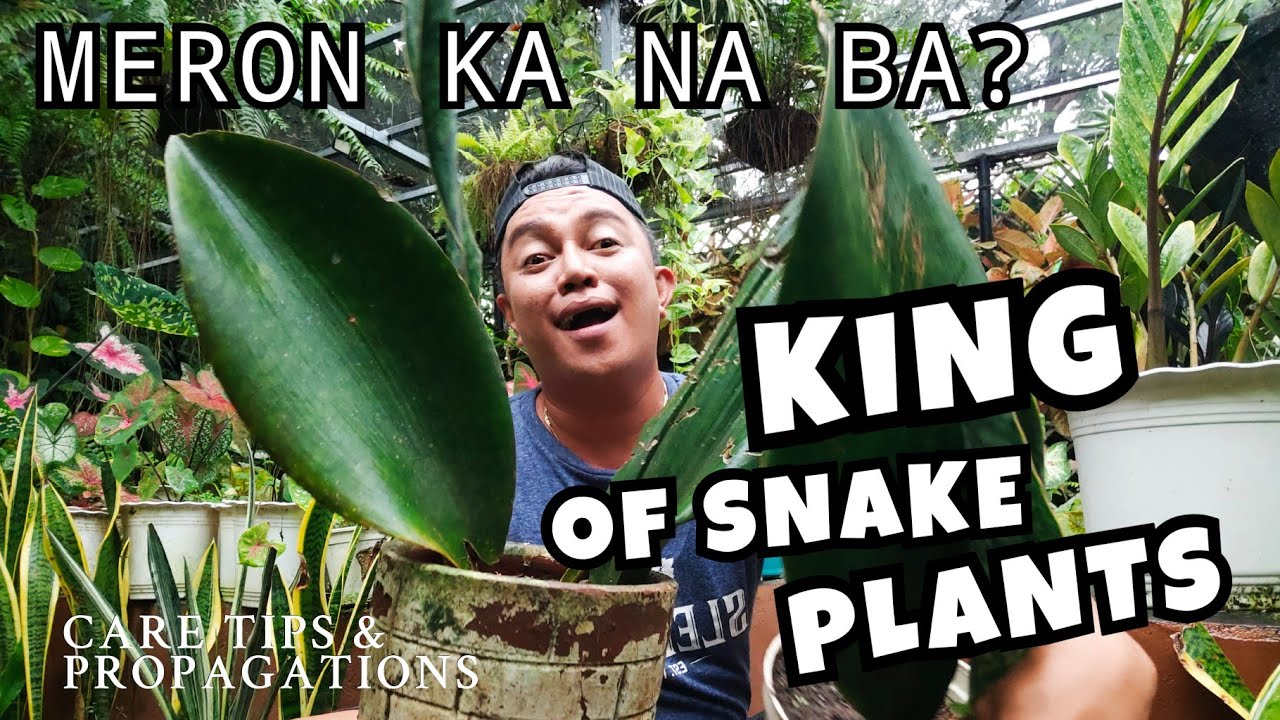 KING OF SNAKE PLANTS | WHALE FIN PLANT CARE TIPS & DIFFERENT VARIETIES