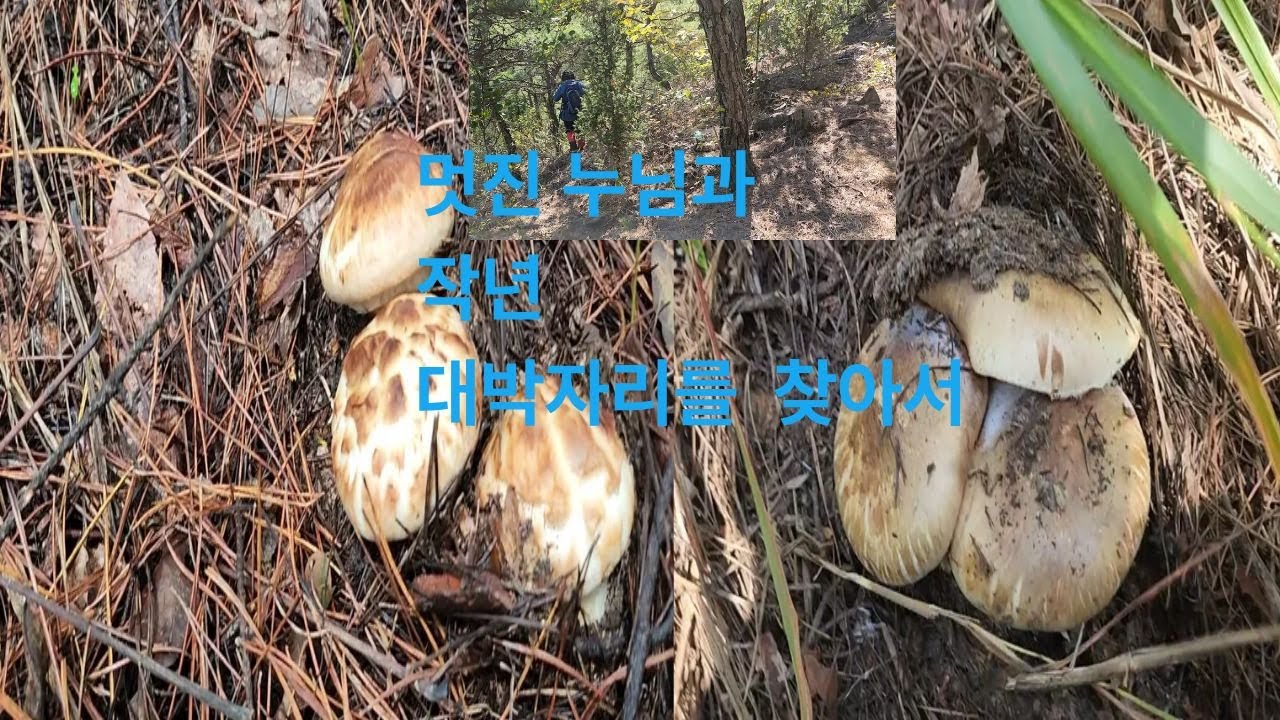 24년과 25년 같은 장소, 같은 누님과 끝물송이 대박 #송이