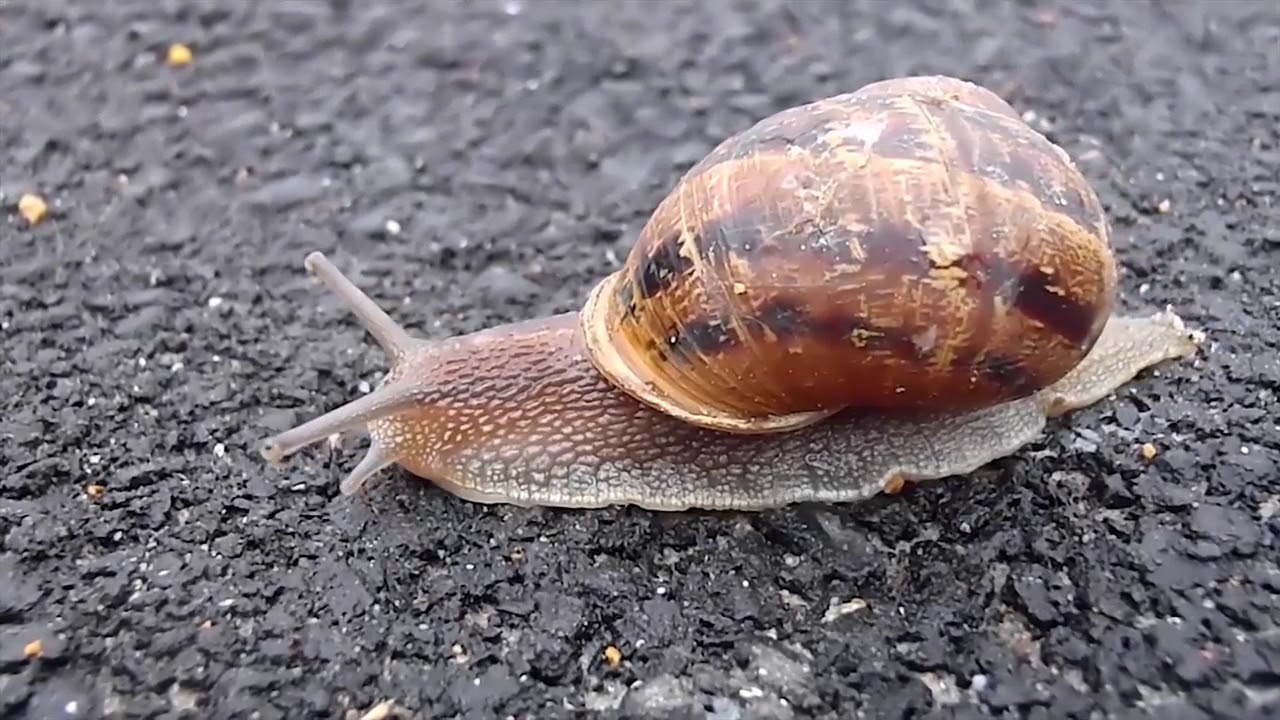 9 Animal Video Stock Footage HD - Joetube Library 2018 #Joetube