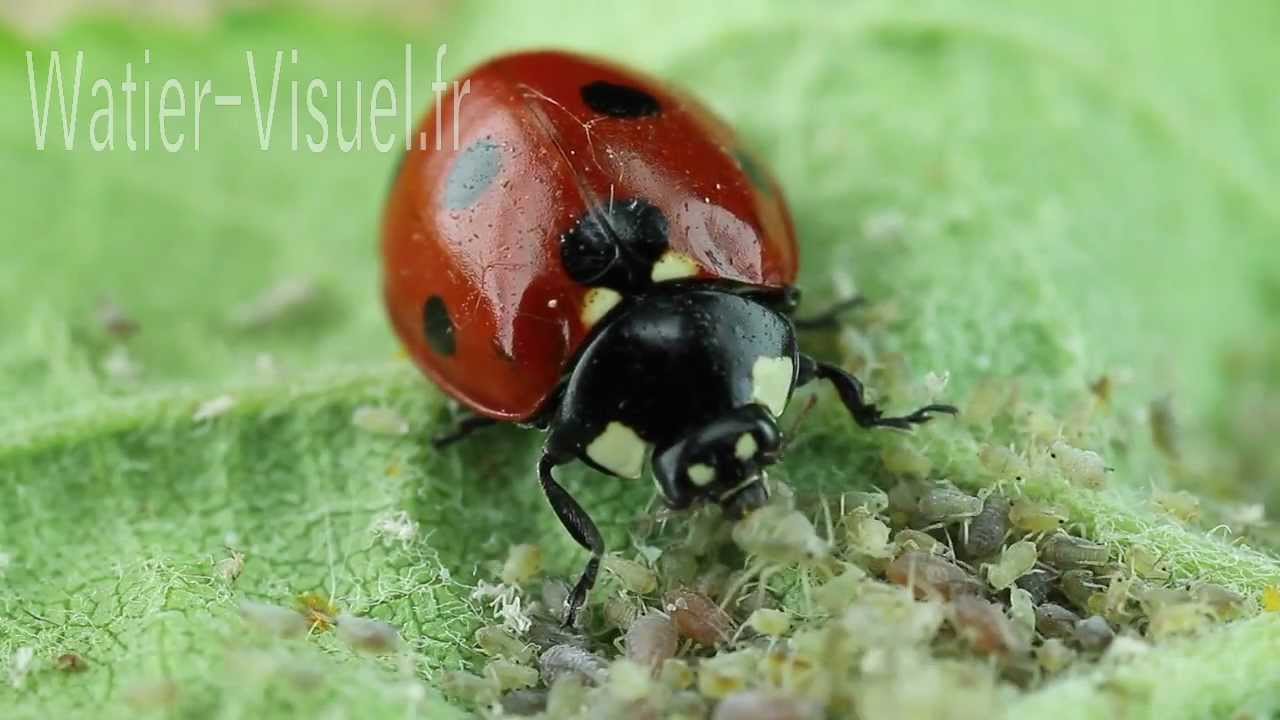 Coccinelle insecte auxiliaire d&eacute;vorant une colonie de pucerons 120805M009.mp4