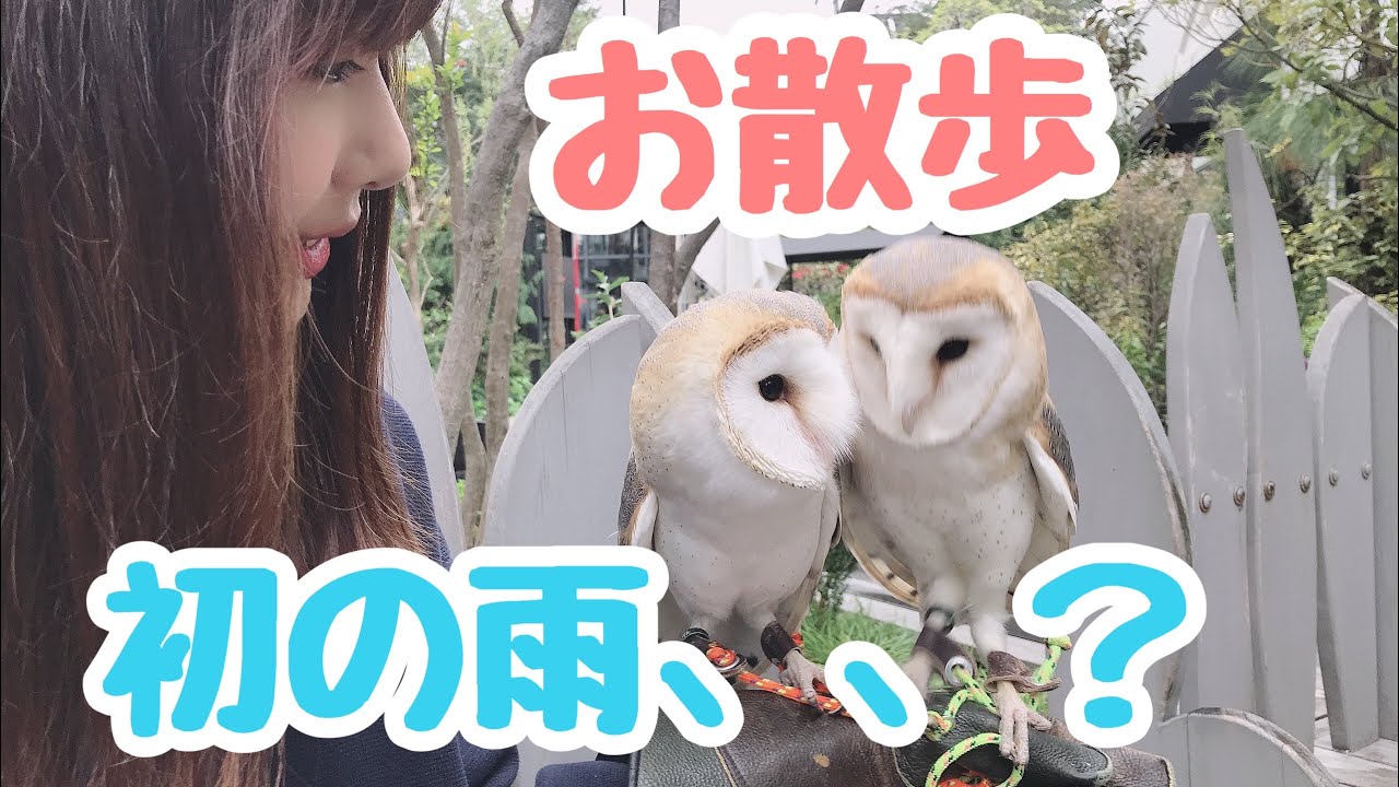 メン兄弟が一緒にお散歩！が、途中で雨、、傘はない。
