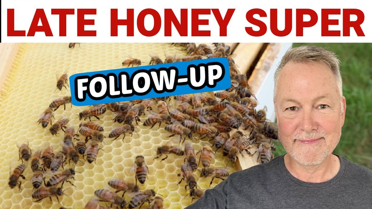 Beekeeping | Adding A Super Late Follow-Up