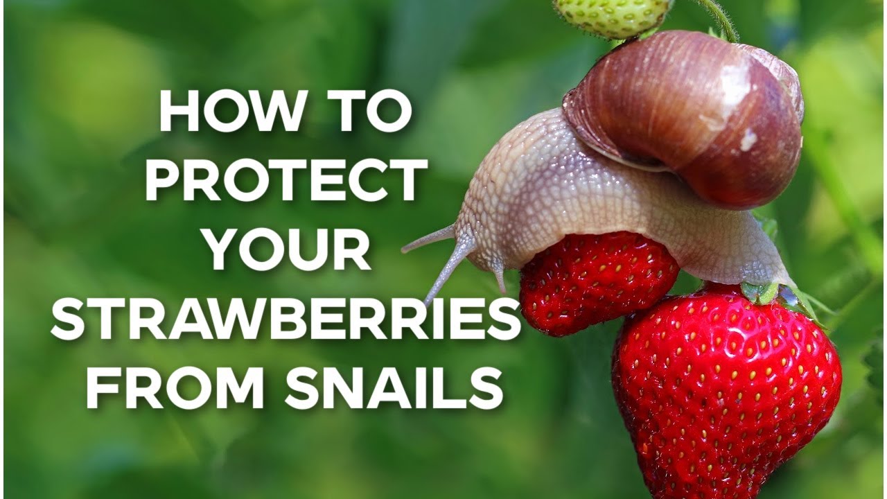 How To Protect Your Strawberries From Slugs And Snails