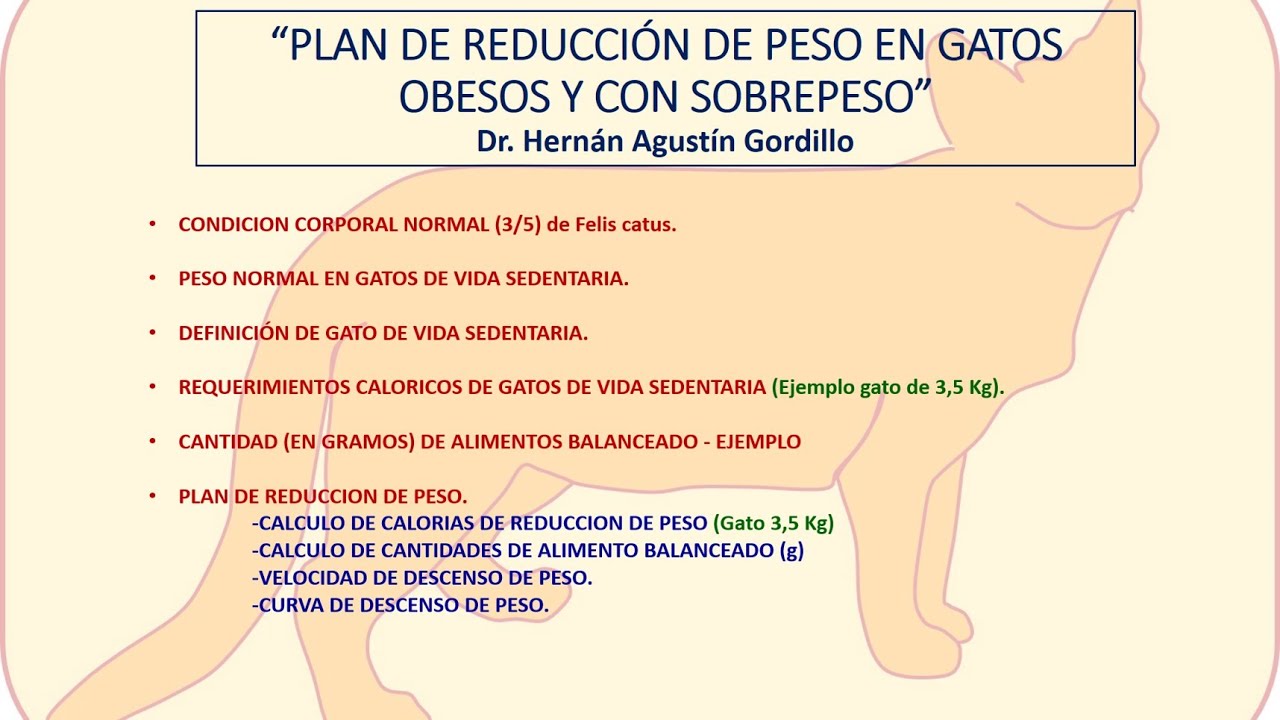Plan de reduccion de peso en gatos obesos y con sobrepeso
