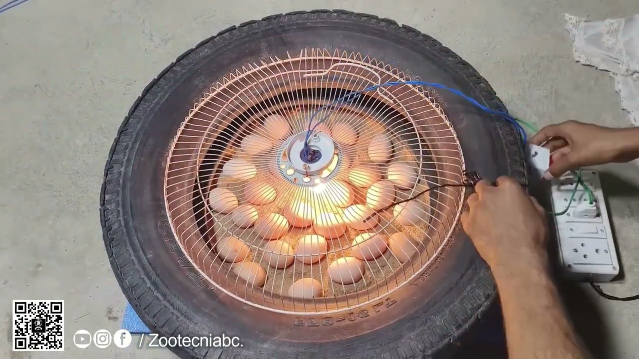 ✅ Incre&iacute;ble incubadora casera con una llanta de neum&aacute;tico / Aprende los pasos para incubar huevos,