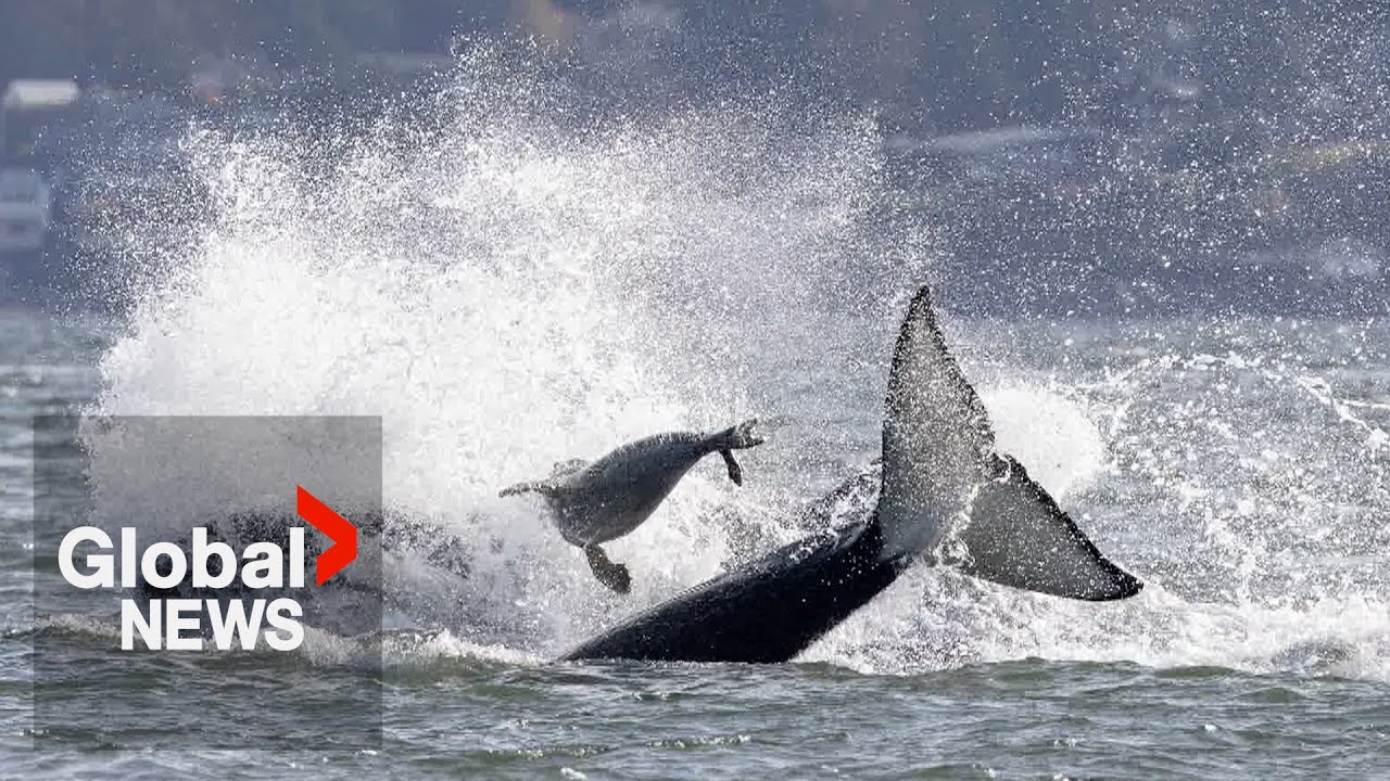 Seal escapes orcas by jumping onto photographer&rsquo;s boat in dramatic video