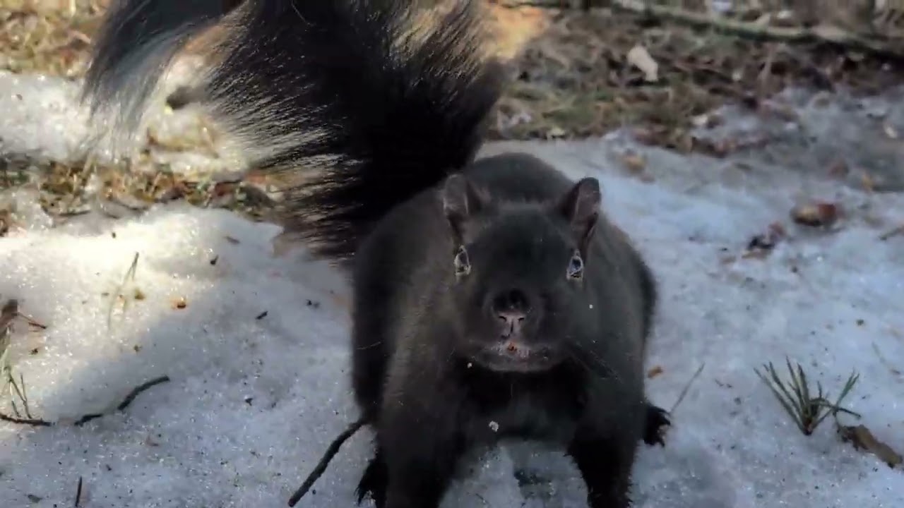 The squirrels have a new friend