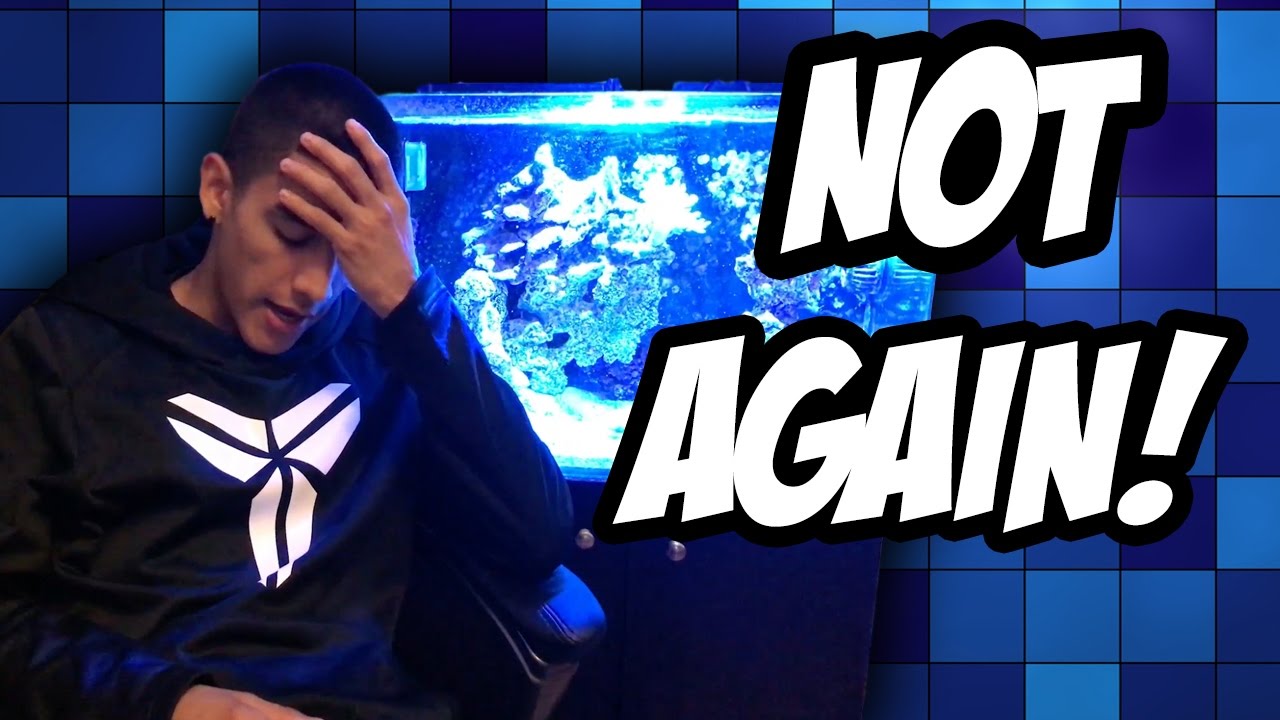 Anemone Officially Gone | Anemone Troubles Update