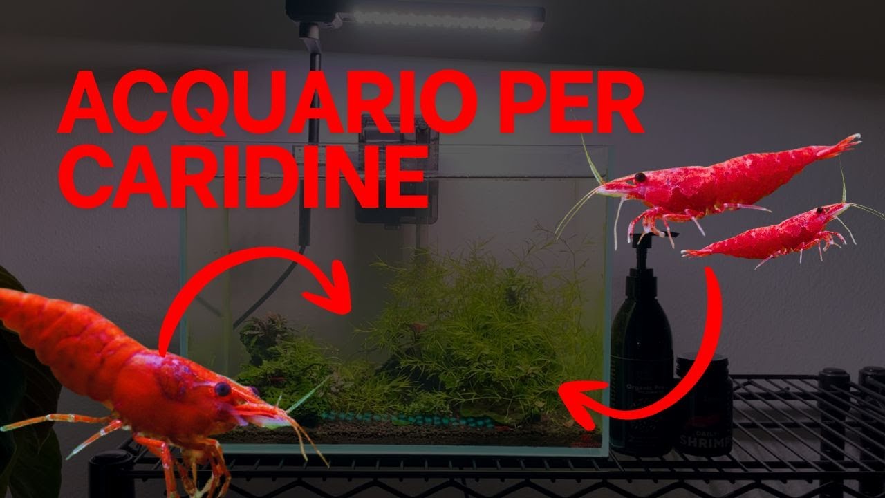 Acquario per caridine
