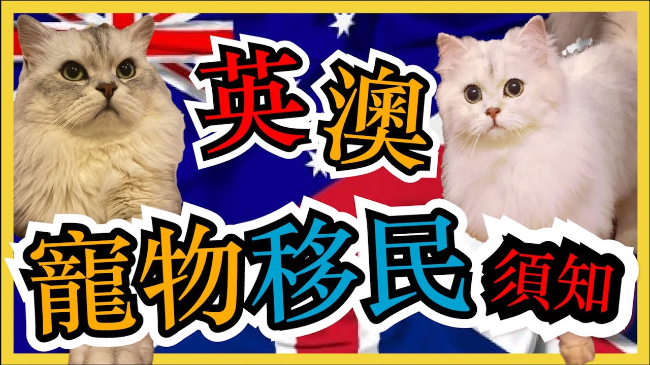 【貓狗移民不求人】一步一步教你自己搞英澳寵物移民！要走一齊走！（上集）| 香港人移民資訊BB班