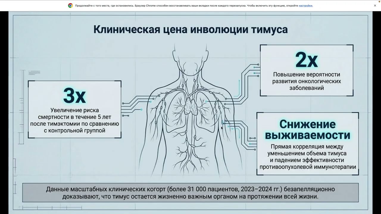 Тимус: забытый ключ к долголетию и омоложению иммунитета