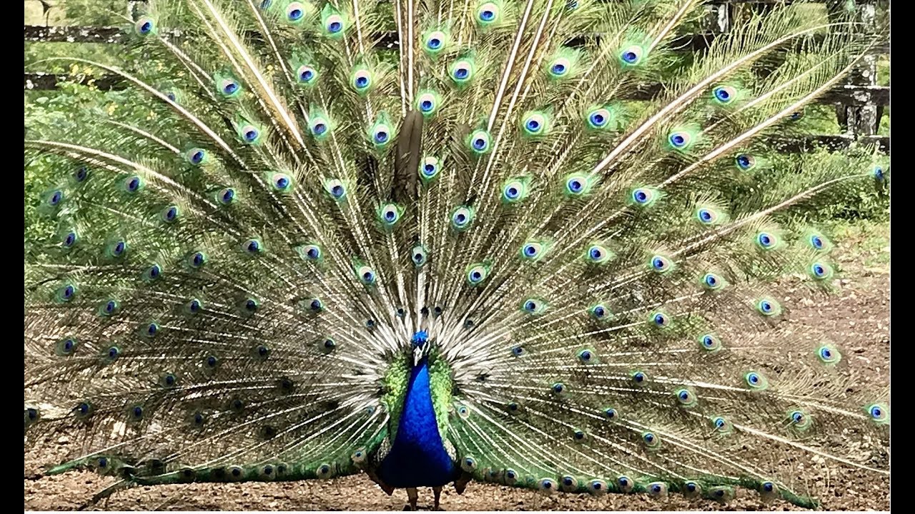 Pavão abrindo o Leque (câmera Lenta) Pavão indiano, Peacock, Peafawl