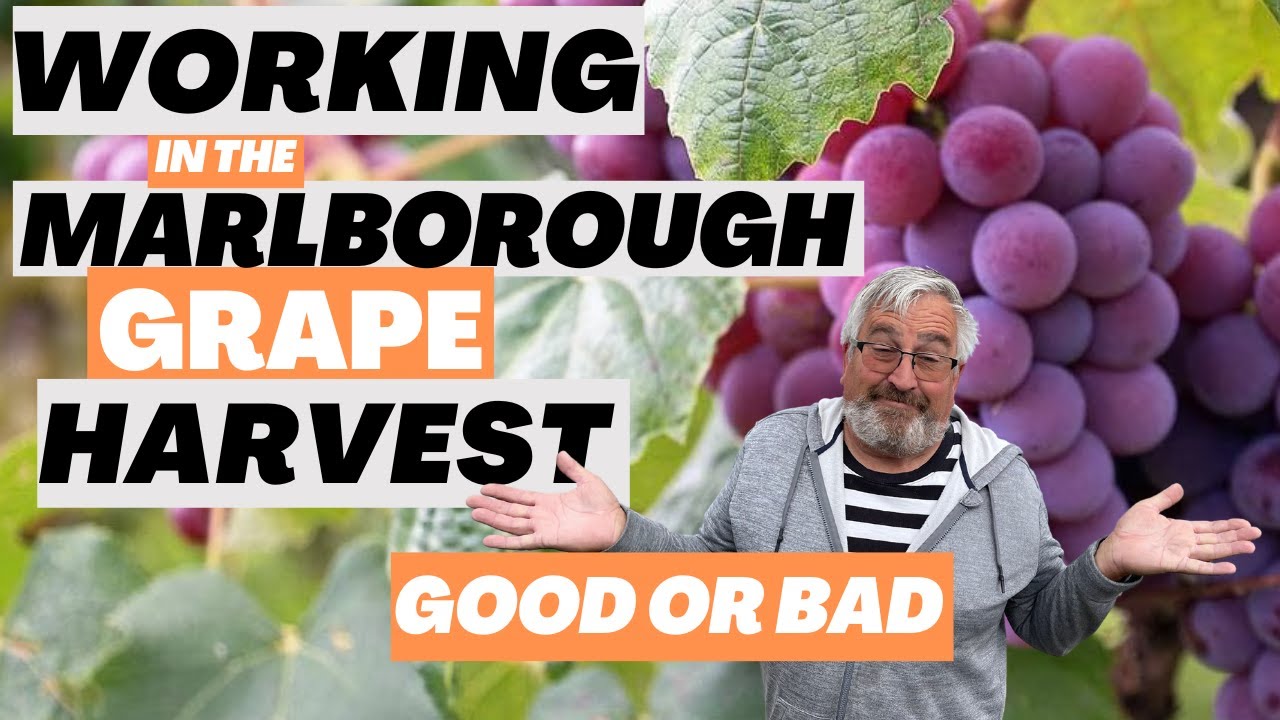 Working in the Marlborough Grape Harvest. Good or Bad