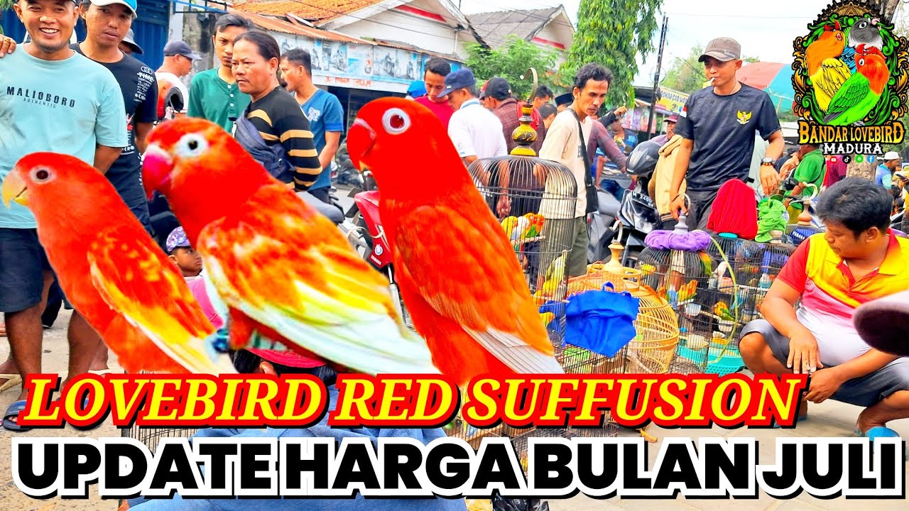 LOVEBIRD RED SUFFUION PAKET SULTAN READY