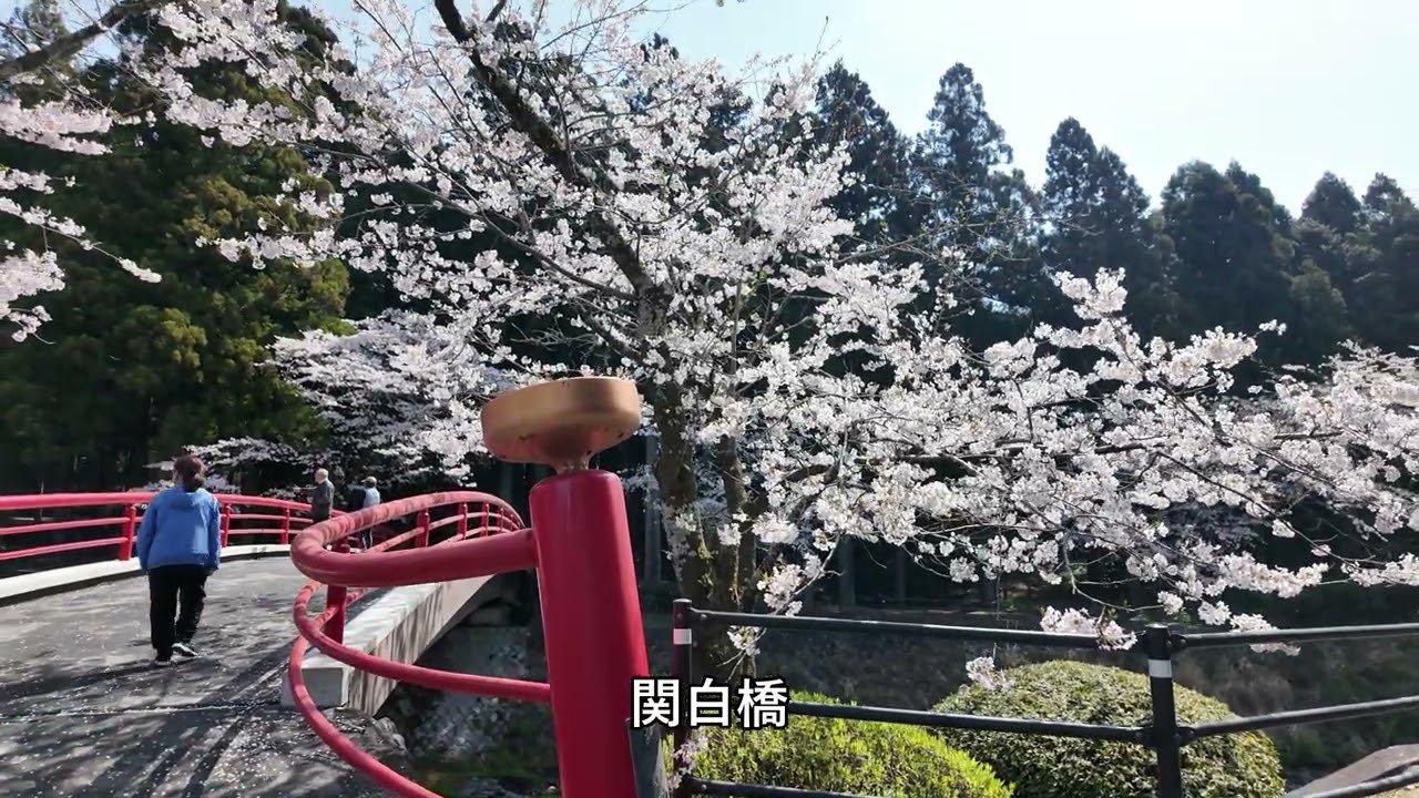 大石寺の桜   2025.04.08