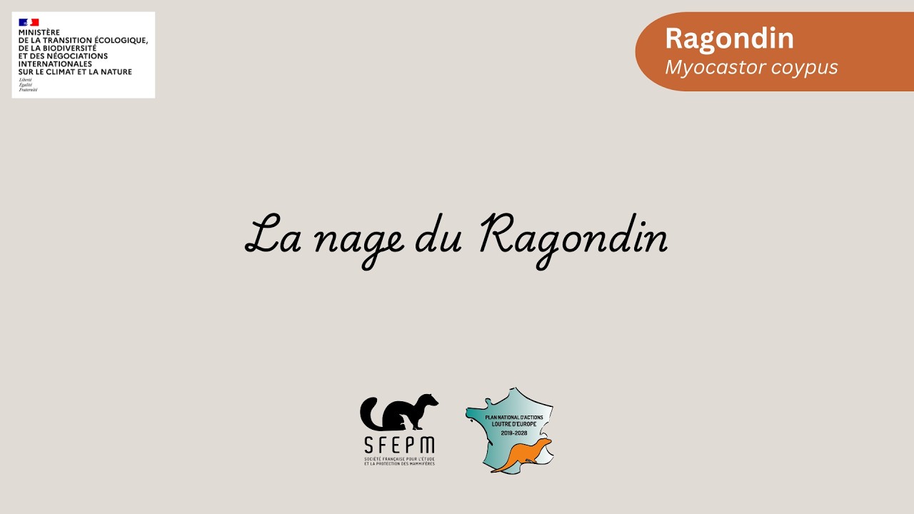 La nage du Ragondin
