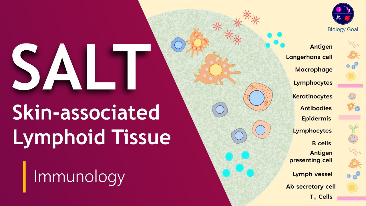 The guide to understanding Skin-Associated Lymphoid Tissue (SALT) | Immune System Biology Goal