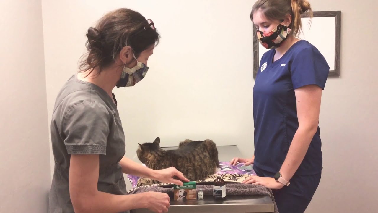 How to Give A SubQ Injection to a Cat