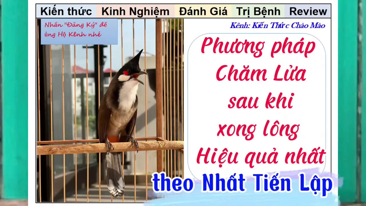 Những Kỹ năng vào Lửa cho Chim Chào mào từ kiến thức của Nhất Tiến Lập