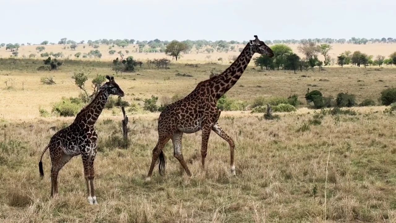 Afrique : Tanzanie (girafes)