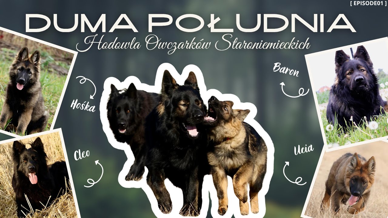 Duma Południa - Hodowla Owczarków Staroniemieckich