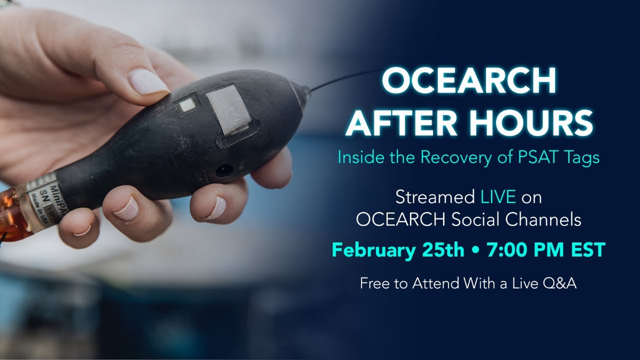 OCEARCH After Hours: Inside the Recovery of PSAT Tags