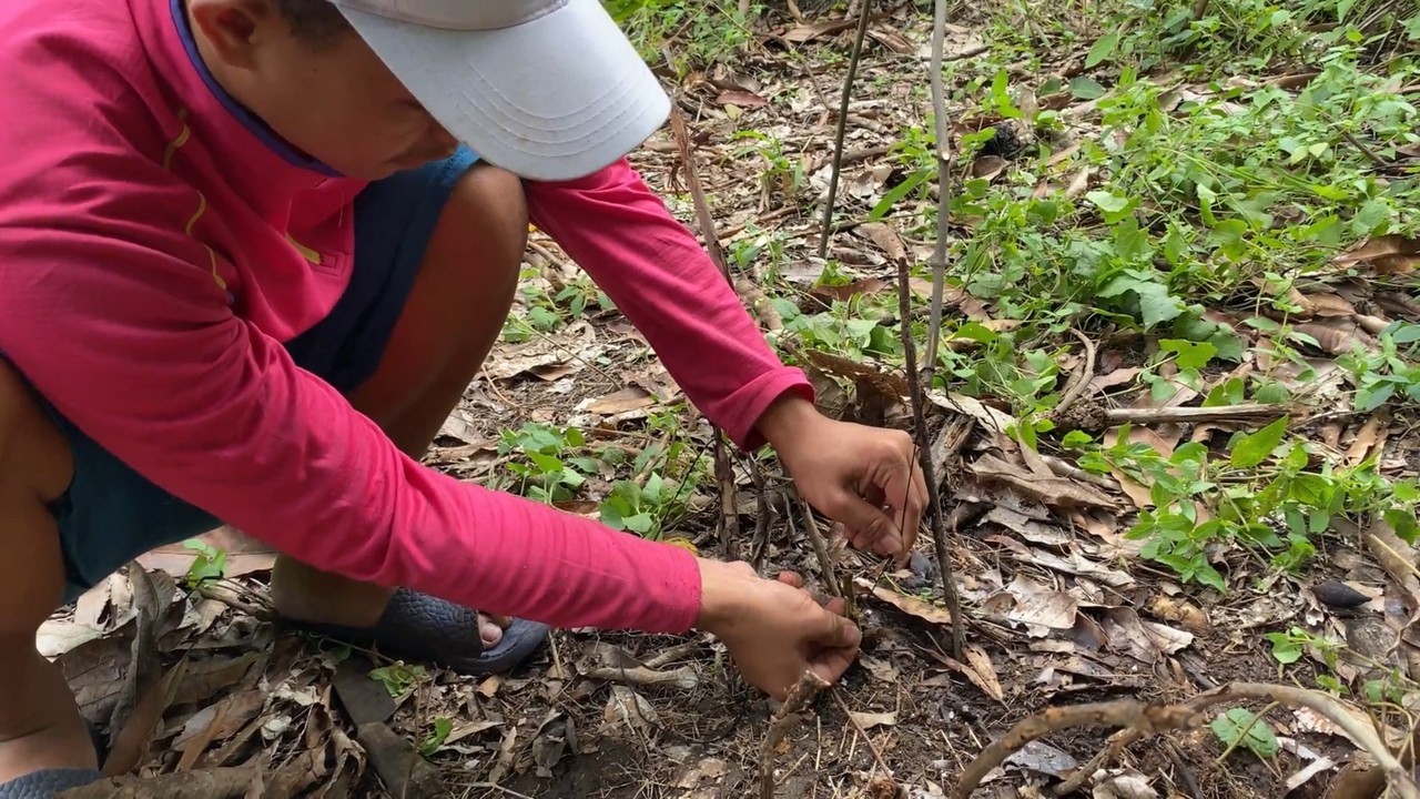 Simple & Easy Snare Trap for Jungle Fowl