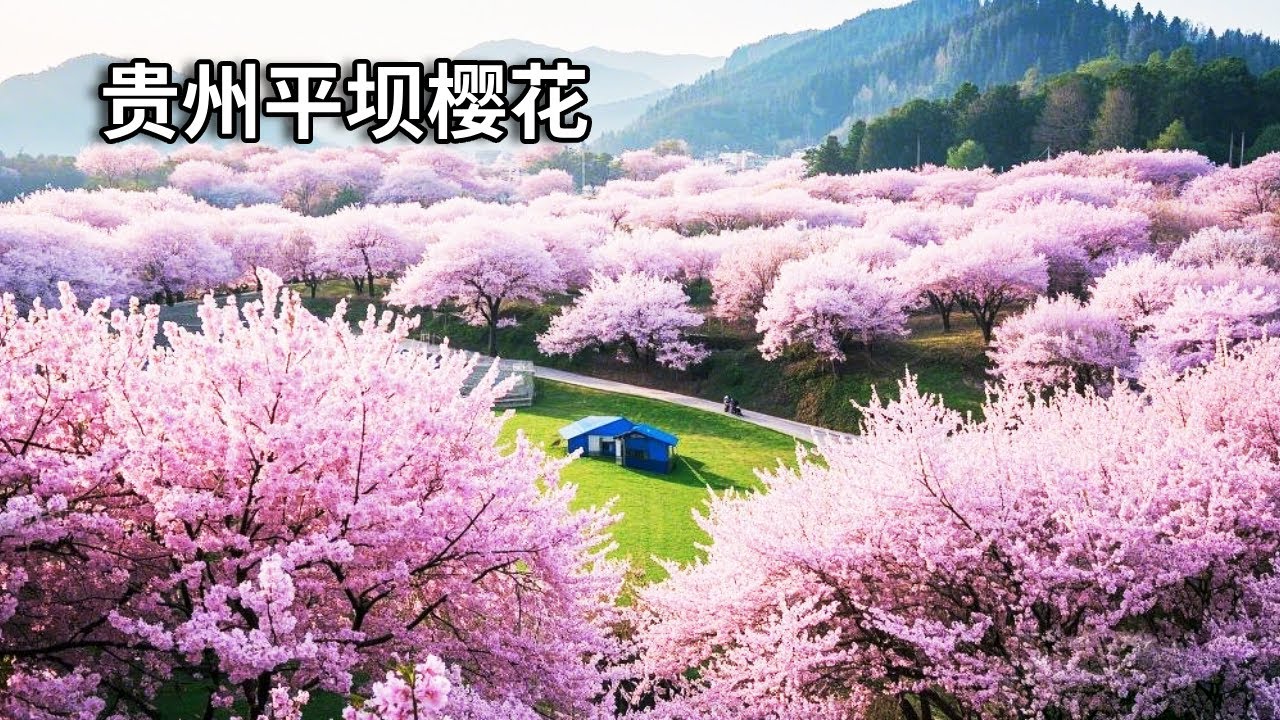 贵州平坝樱花开了，70万株樱花同时绽放，粉色的海洋把人淹没，太震撼了！【行走世界的北京老刘】