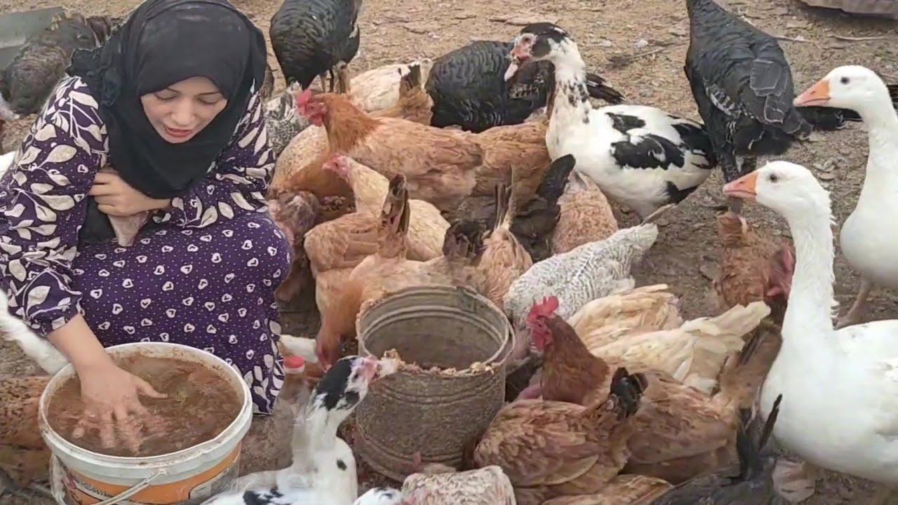 أنسى الشوطه تلمس طيورك بدون ادويه الوصفه اللى احتار فيها الدكتور البيطرى وخلت طيورى تمشي زى الصاروخ