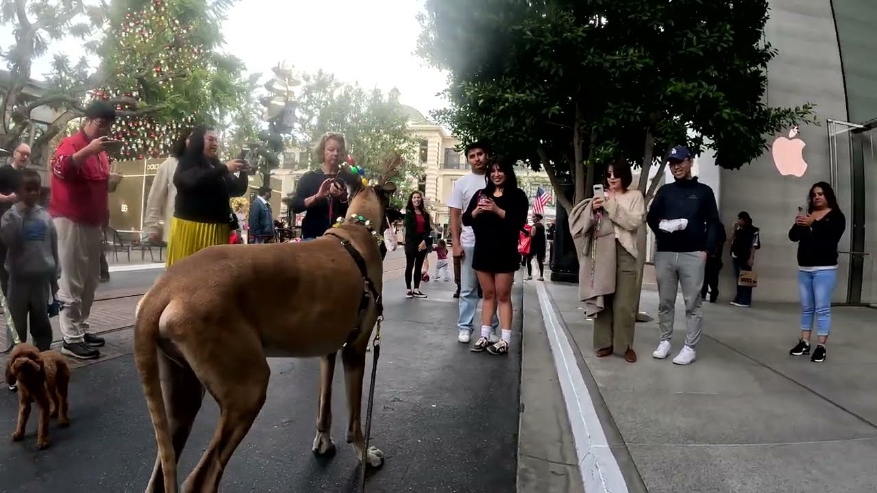 Cash 2.0 Great Dane-deer at The Grove 2024 (2 of 8)