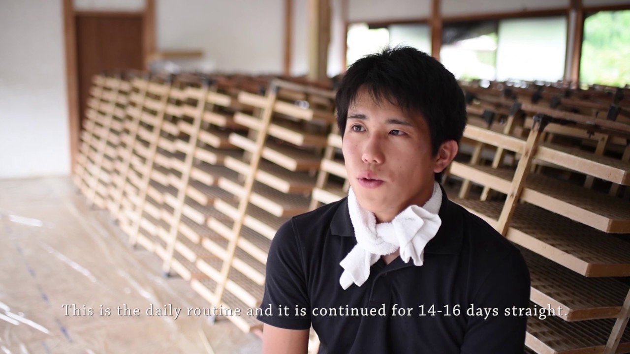 Silkworm farming / hanging by a thread
