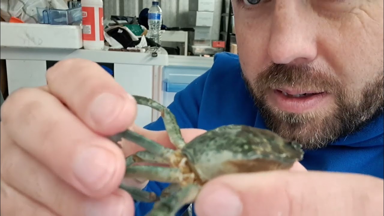 Как ухаживать за рыболовной наживкой. Краб-очиститель и червь-луг.